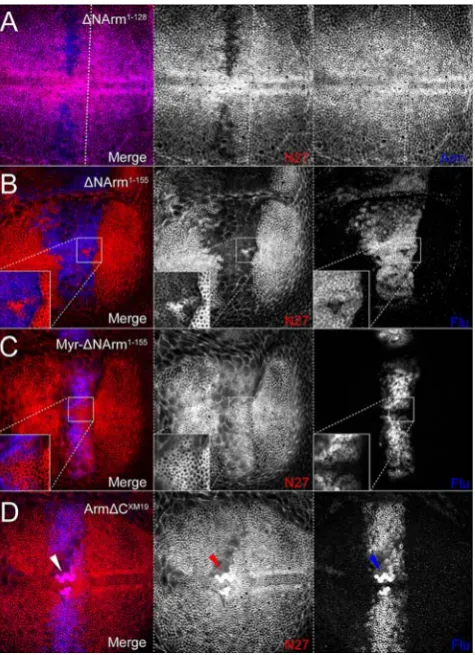 Figure 8. Stability of UAS constructs determines the strengthof association of endogenous protein with the AJ.protein