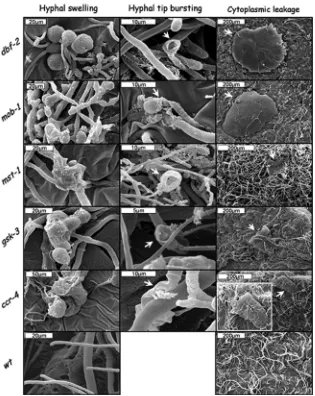 FIG. 5. Various dbf-2mutants exhibit altered aerial hypha production (as evident from thepresence of fungal biomass on ﬂask walls)
