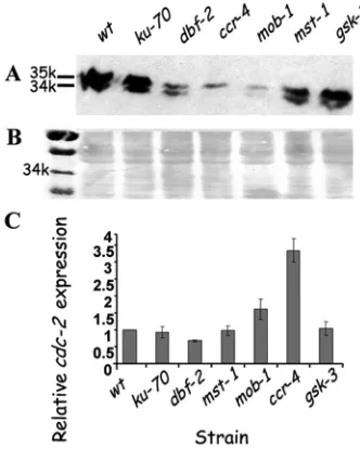 FIG. 8. Altered cdc-2fects in (cdc-2ccr-4strains, as determined by Western blot analysis (A)