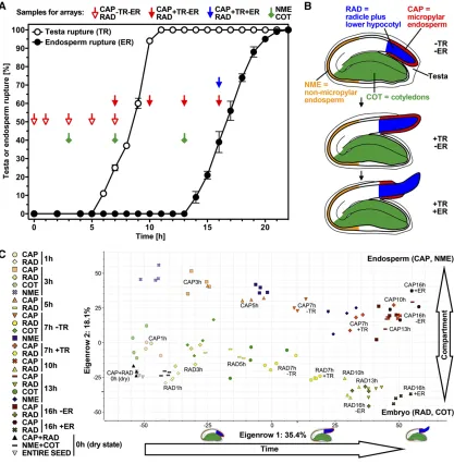 Figure 1. Spatiotemporal transcriptome analysis of garden cress ‘FR14’ seed compartments during germination