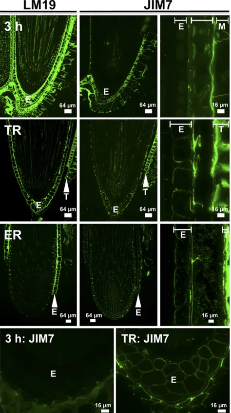 Figure 2. Immunolocalization of the LM19 HG and JIM7 Me-HG pectincell wall epitopes in longitudinal sections of germinating garden cressseeds 3 h after imbibition (3 h), at TR, and at ER