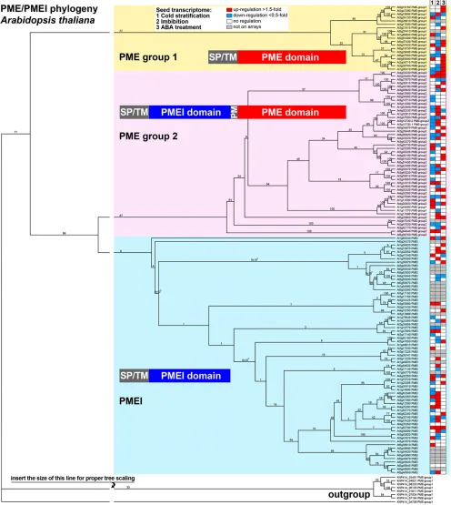 Figure 3. Phylogeny of Arabidopsis PMEs and PMEIs and transcript expression in germinating seeds