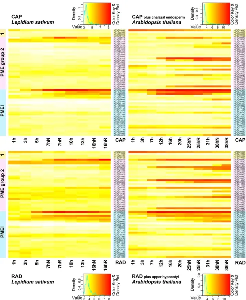 Figure 4. Seed compartment-speciﬁc expression patterns of PMEs and PMEIs in garden cress and Arabidopsis