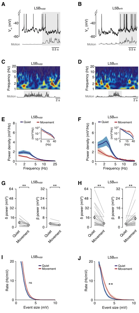 Figure 3. Movement Reduces Slow, Large-Amplitude Vm24) pyramidal neurons during quiet wakefulness (blue) and movement (red).Data represent mean(C and D) Low-time resolution wavelet spectrograms for L5BL5BL5B Fluctua-tions but Increases Excitatory Drive in 