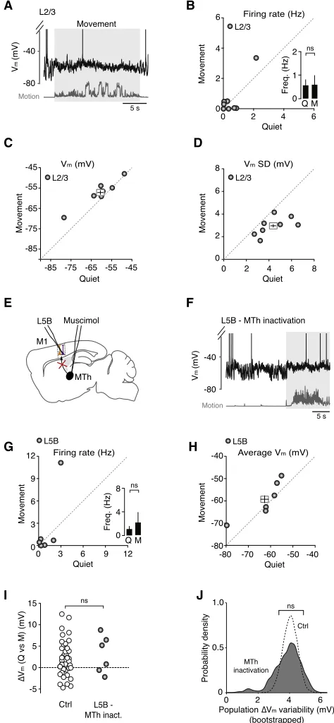 Figure 4. Effect of Descending L2/3 and Ascending Motor ThalamicInput on L5B Pyramidal Neuron Vramidal neurons (gray symbols, n = 8) before and after movement