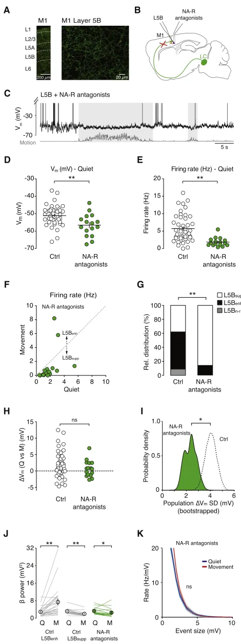 Figure 5. Blocking Input from the LC Reduces Behavioral State-