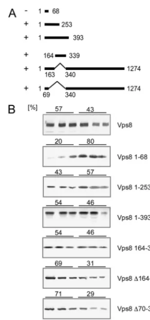 FIG. 2. Mapping of the N-terminal membrane binding region inVps8. (A) The range of Vps8 amino acids encoded by the different