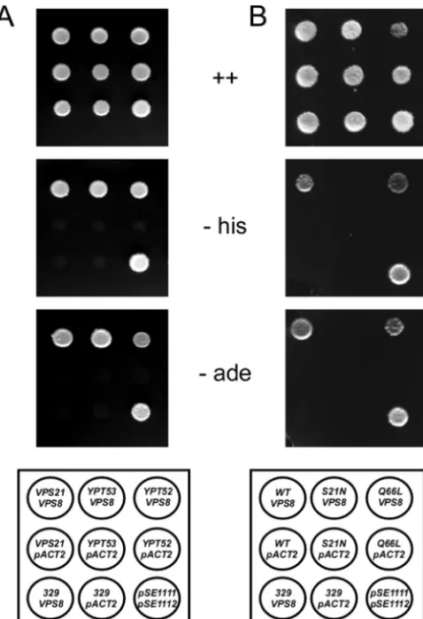 FIG. 4. Vps8 deletions. Putative motifs (top) and the positions of thedeletions (bottom) within the Vps8 protein sequence are indicated