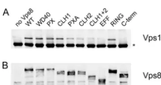 FIG. 5. Vps21 interaction with Vps8 deletion variants. Interactionswere tested by two-hybrid analysis