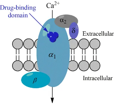 Figure 1.9 – Schematic of a voltage gated calcium channel and its subunits within a cell membrane