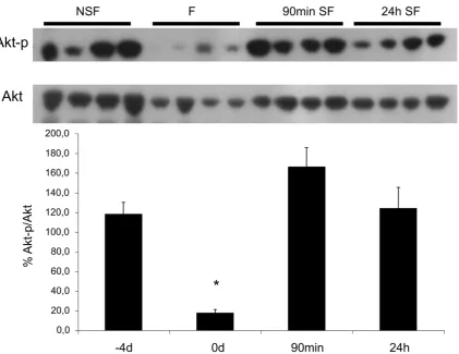Figure 1. Phosphorylation of the insulin-like growth factor (IGF) pathway protein AKT in skeletal muscle