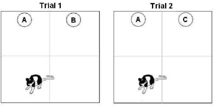 Figure 11. A diagram of object position and animal placement in the novel object 