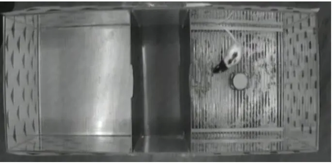 Figure 2.  Conditioned place preference testing apparatus in use during a conditioning 