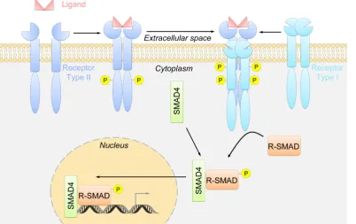 Fig. 6. Simplified schematic view of the canonical transforming growth factor (TGF)-b signalling pathway