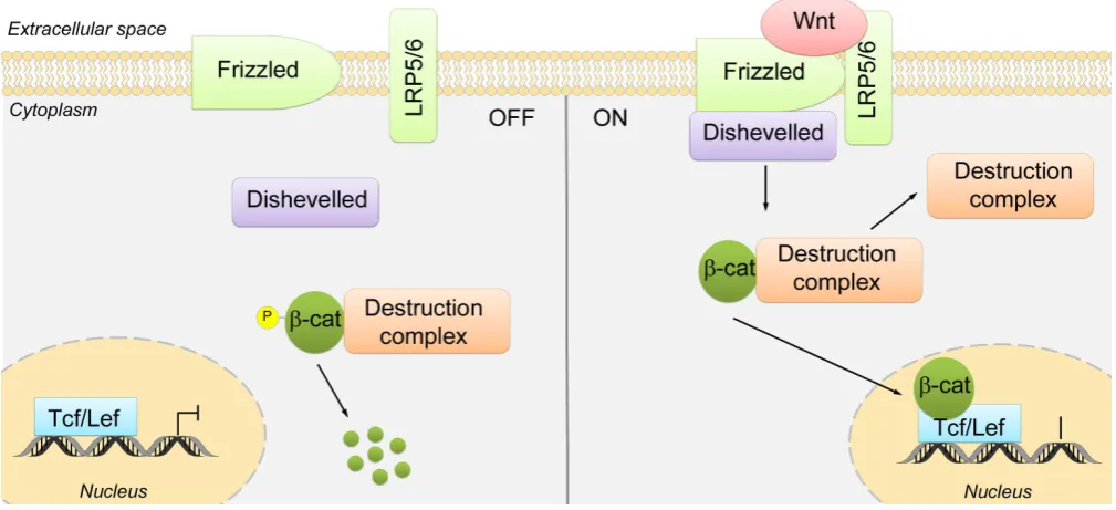 Fig. 7. Simplified schematic view of the Wnt/b-catenin signalling pathway. In the absence of Wnt (OFF), b-catenin (b-cat) is phosphorylated by a multi-protein “destruction complex”, then ubiquitinated, and, finally, degraded by the proteasome