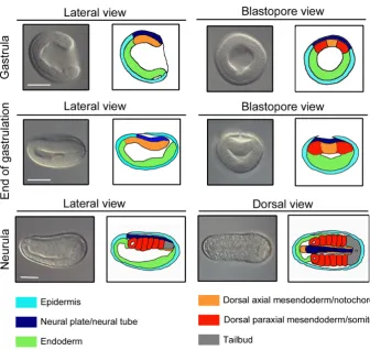Fig. 1. Early embryonic development in amphioxus. Three early developmental stages are presented, from gastrula to neurula