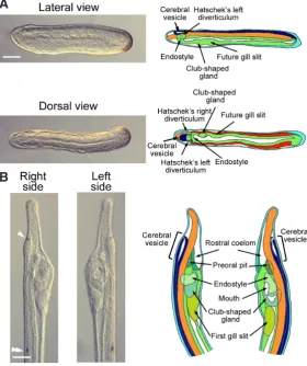 Fig. 2. Late embryonic development in amphioxus. (A) Pictures of lateral and dorsal view of the same late neurula stage embryo are shown together with small schemes presenting the different presumptive structures that are found in the anterior region