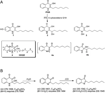 Fig. 3. (A) Plausible structures of inactivated 2-heptyl-3-hydroxy-4(1H)-quinolone (I-PQS) and (B) the major fragmentation products in themass spectrometry (MS) of I-PQS.