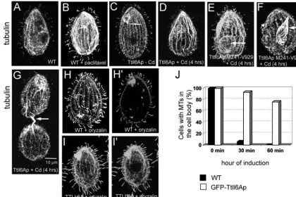 FIG. 3. Tubulin hyperglutamylation stabilizes cell body microtubules. (A to I�depolymerization of cell body microtubules in the wild-type cells but not in Ttll6Ap-overproducing cells