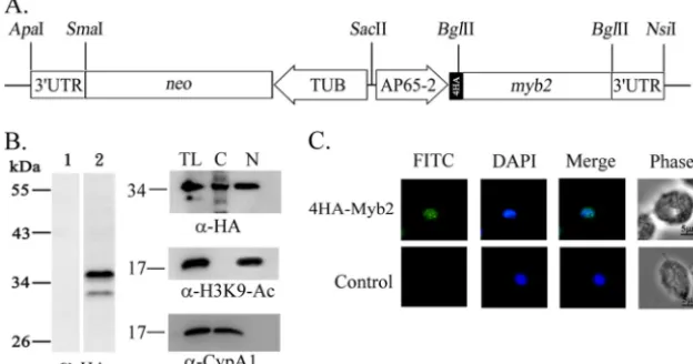 FIG. 1. Overexpression of 4HA-Myb2 in Trichomonas vaginalismyb2nontransfected control (lane 1) and transfected cells (lane 2) were separated in 12% gel for Western blotting with a rat anti-HA antibody (leftpanel)