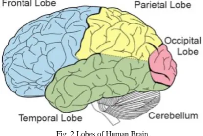 Fig. 1 Structure of Brain and its Functions. 