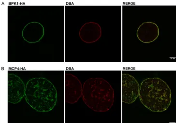 FIG. 4. BPK1 and MCP4 localize to the cyst periphery in vivowith parasites expressing BPK1-HA (A) or MCP4-HA (B) were probed for HA (green) and DBA (red) and examined by confocal microscopy asdescribed in Materials and Methods