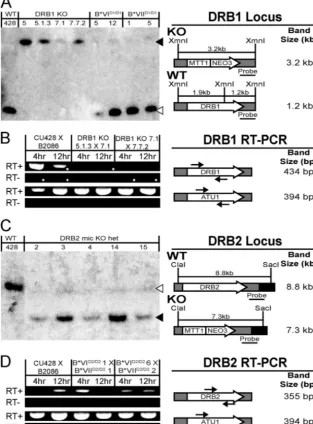 FIG. 3. Generation of DRB1(A) Genomic DNA isolated from wild-type (WT) CU428, fourmicronuclear strains (B*VI and B*VIIheterozygous strains (DRB2 mic KO het) was digested with ClaI and SacI prior to analysis