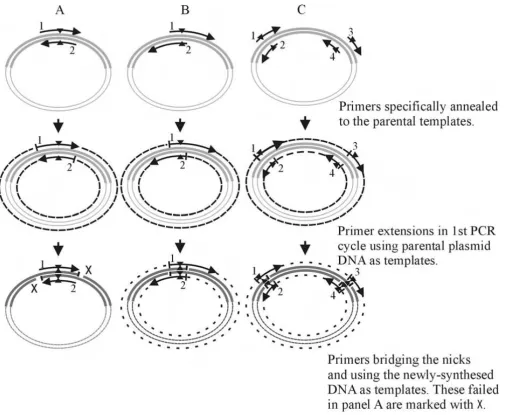 Figure 1Schematic presentations of mutagenesis PCR amplification processesSchematic presentations of mutagenesis PCR amplification processes
