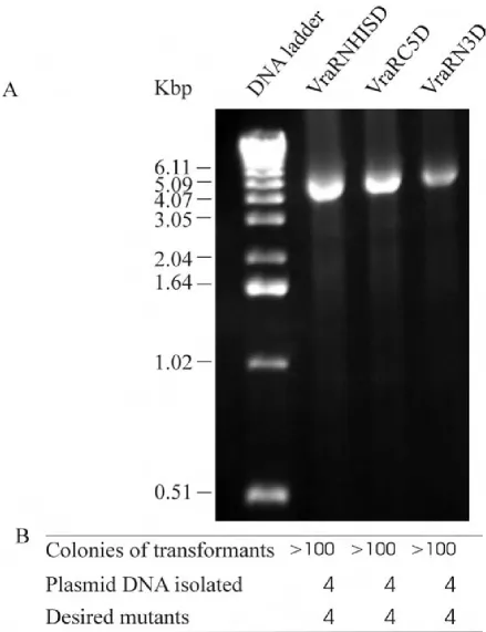 Figure 4PCR amplification for single-site deletionsVraRNHISD, VraRC5D and VraRN3D, cloned PCR amplification for single-site deletions