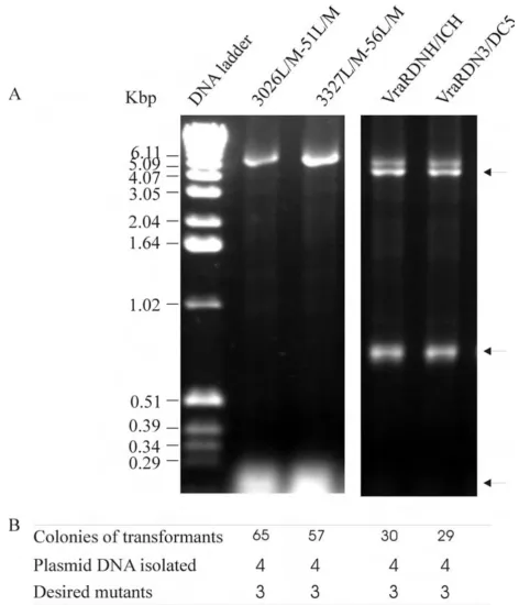 Figure 5PCR amplification for multiple-site mutagenesisciency for 3026L/M-51L/M, both Leu26 and Leu51 in CAG38830 substituted by methionines, 3327L/M-56L/M, both Leu27 and amplification efficiency