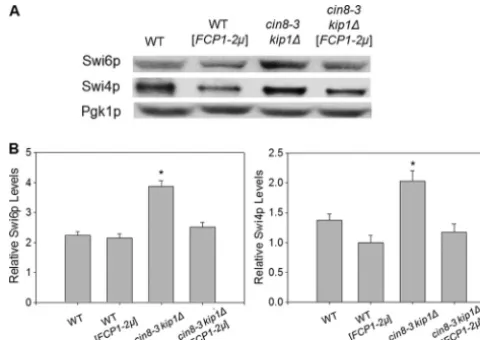 FIG. 3. FCP1similar downregulation factor of Swi6p and Swi4p levels relative tocells not overexpressingpendent experiments showing protein expression of Swi6 and Swi4relative to the Pgk1p control
