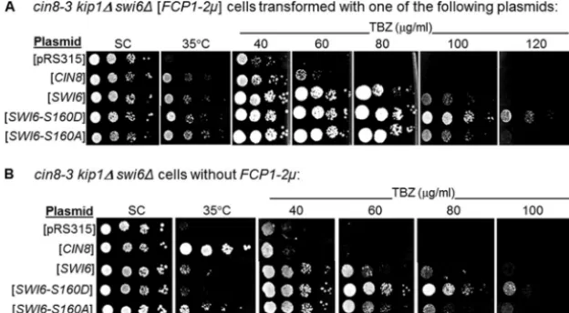 FIG. 4. Serial dilutions of cin8(26°C) or at the nonpermissive temperature (35°C) and on YPD medium containing different concentrations of TBZ