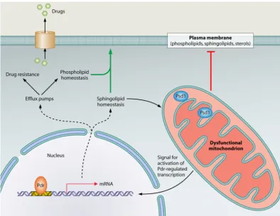 FIG. 1. Pathways linking mitochondrial dysfunction to the activation of multidrug resistance genes