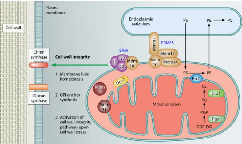 FIG. 2. Roles of mitochondria in cell wall integrity and resistance to the echinocandin antifungal drugs