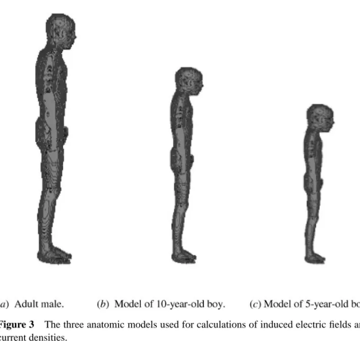 Figure 3 The three anatomic models used for calculations of induced electric fields and current densities.