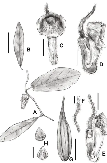 Figure 1. Isotrema sanyaense R.T.Li, X.X.Zhu & Z.W.Wang, sp. nov. A flowering branch B leaf C flower (front view) D flower (lateral view) E opened flower (showing the inside structure) F anthers and gynoste-mium G fruit H seeds