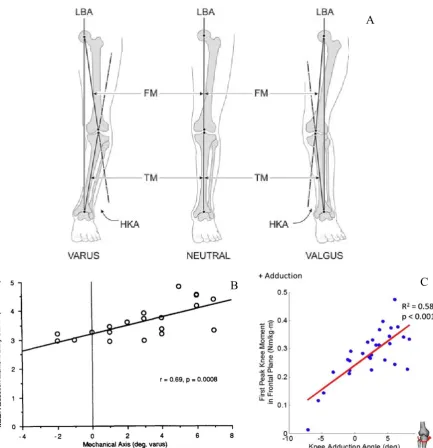 Figure 2- 3: The alignment of lower extremity, and the relationship between knee adduction