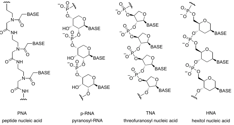 Figure 7. Examples of nucleic acid analogues, which form stable base-pair duplexes. 