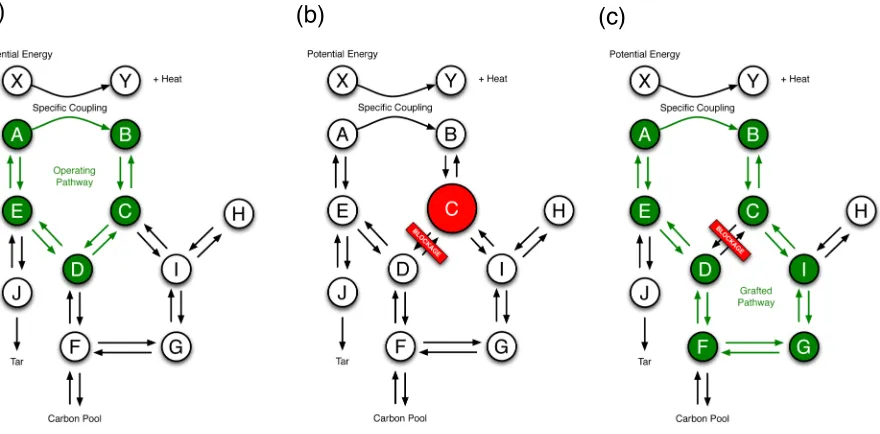 Figure 10. (a) A hypothetical system of simple organic molecules with a hypercyclic operating pathway