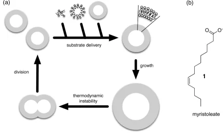 Figure 11. (a) Modes of vesicle growth and division. Self-replicating membrane vesicles can grow when supplied with appropriate substrates and may divide either spontaneously or under the influence of external forces