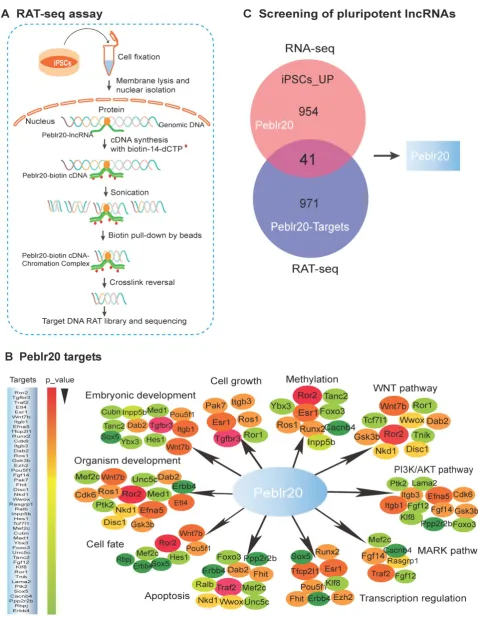 Figure 1. Identification of pluripotent lncRNAs by RNA-seq and RAT-seq. (A) Schematic diagram of the RNA reverse transcription-associated trap sequencing (RAT-seq) assay