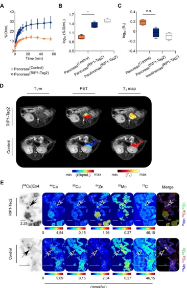 Figure 2. The elevated uptake of Mn measured at the early time point (1 h) in the pancreas is not specific for the endocrine pancreas