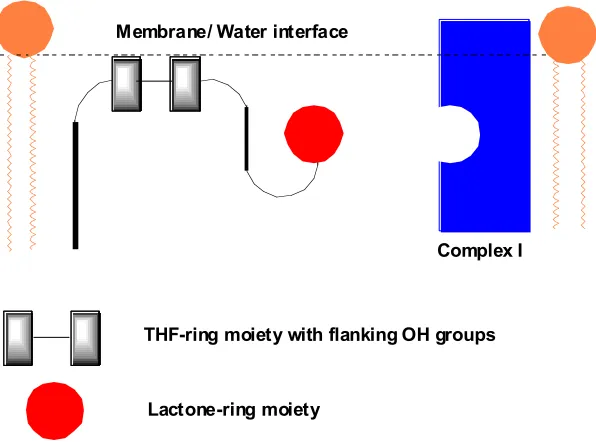 Figure 1.11: General schematic for the mechanism of action of acetogenins 