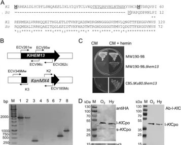 FIG. 1. One gene and two proteins. (A) Alignment of the N-terminal regions of the ORFs translated from the KlHEM13(Schemes showing the primers used