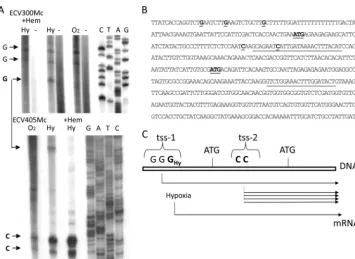 FIG. 2. Determination of transcriptional start sites in the KlHEM13conditions are indicated as in Fig
