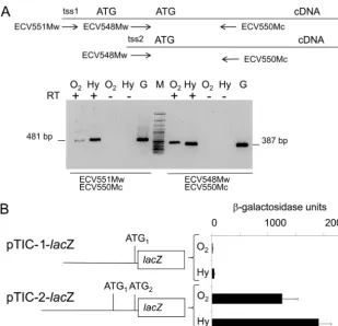 FIG. 3. Analyses of the 5�Fermentas). The sizes of the PCR products are indicated. (B) Expression of theDNA; RTusing the primer pairs shown