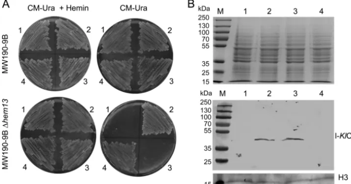 FIG. 4. Test of complementation of the heme deﬁciency of the MW190-9B-cells transformed with pCXJ18 (sector 1), pCXJ18-medium