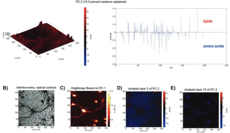 Fig. 3PCA of the neuronal cell network. (A) PC2 explains 15.5% of the variance: 3D scores image (left) and loadings plot (right)