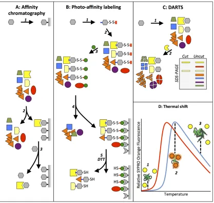 Fig 4.  Affinity-based methods for target isolation for subsequent identification.     A