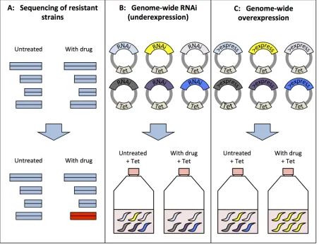 Fig 1.  Genomics methods for target identification.     A) Sequencing of resistant strains